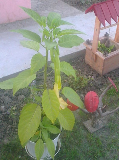 Fotografie0691 - brugmansia de la dl hapy