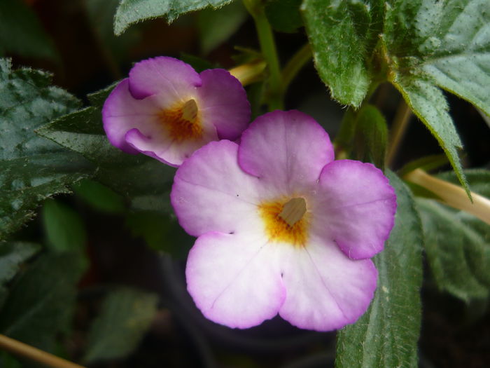 P1070223 - achimenes 2014