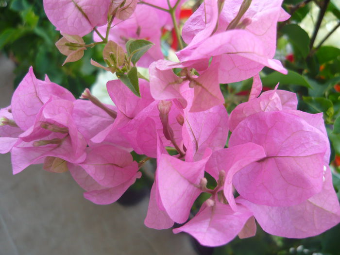 P1070239 - bouga Lady Hudson