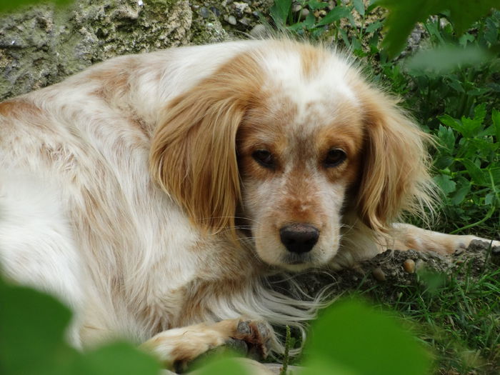 DSC01338 - Cainii mei