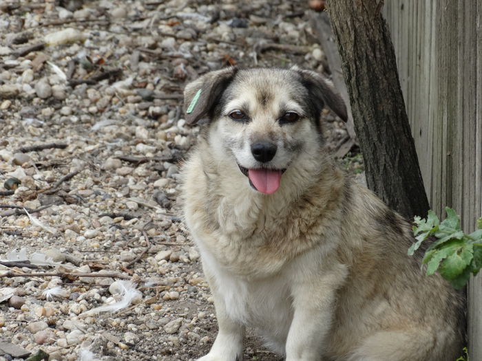 DSC01339 - Cainii mei