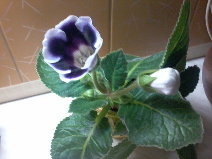 prima mea gloxinuta....mi-asi dori si altele0803_223505 - gloxinia 2014-2015-2016