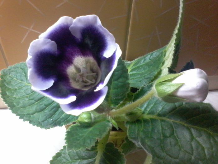 20140803_223429 - gloxinia 2014-2015-2016