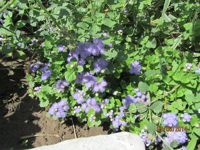 Ageratum - Flori de gradina-2014 Vara