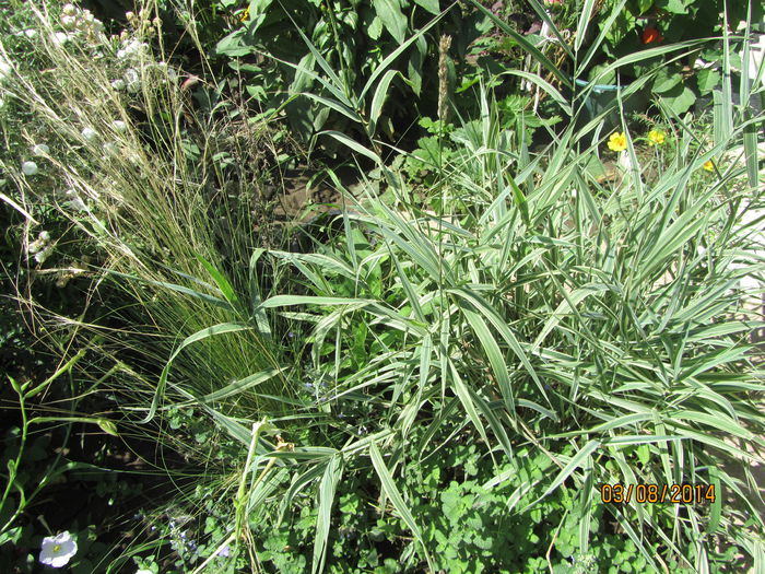 IMG_3659 - Flori de gradina-2014 Vara