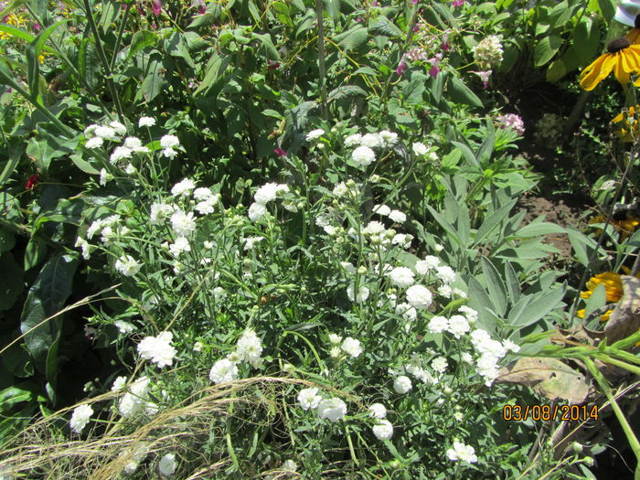 IMG_3661 - Flori de gradina-2014 Vara