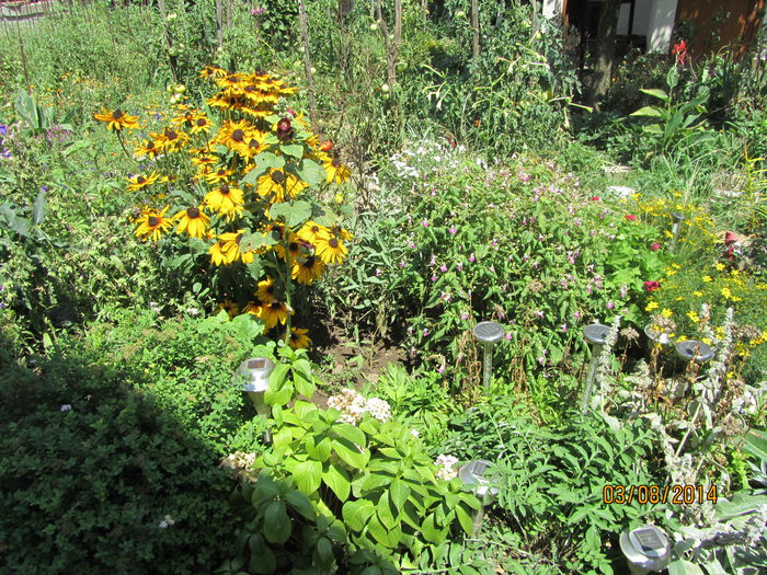 IMG_3662 - Flori de gradina-2014 Vara