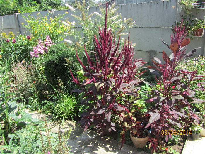 Stir - Flori de gradina-2014 Vara