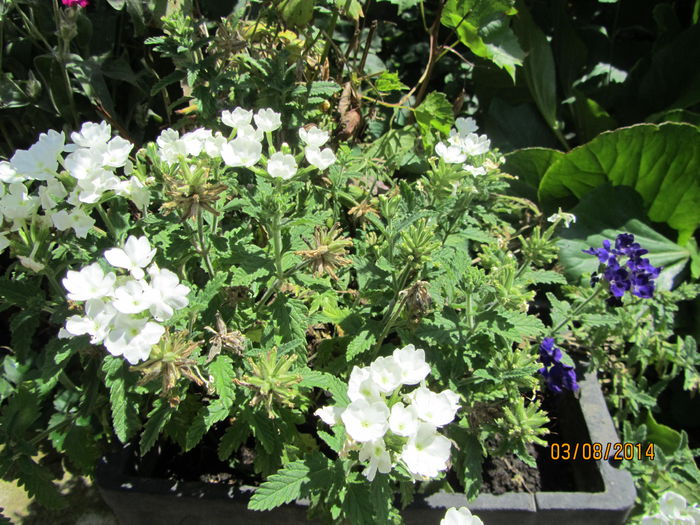 Verbina - Flori de gradina-2014 Vara