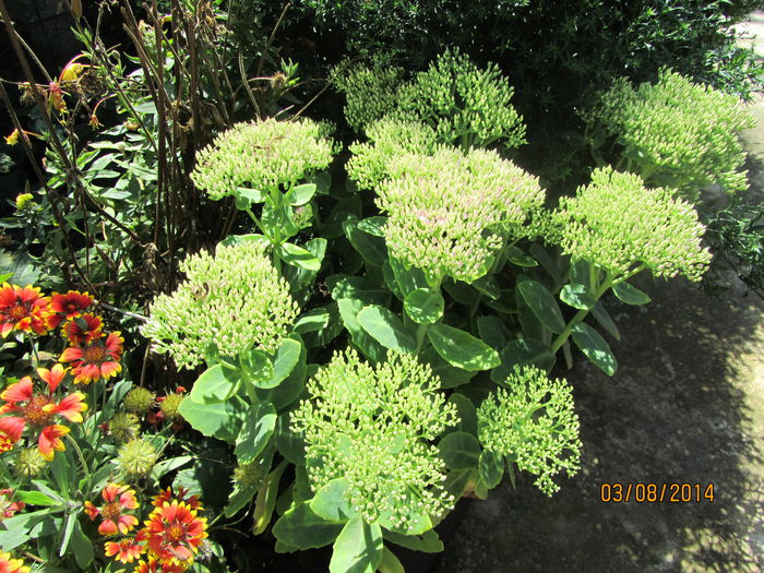 IMG_3668 - Flori de gradina-2014 Vara