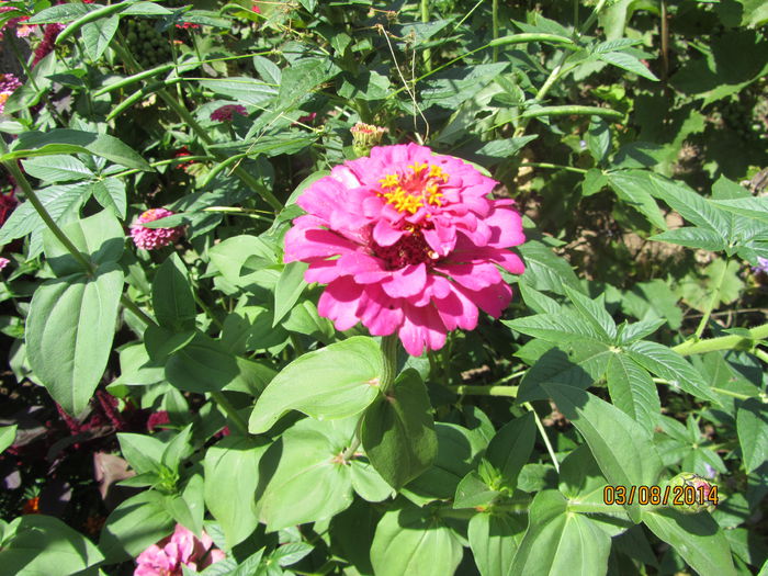 Circiumarese - Flori de gradina-2014 Vara