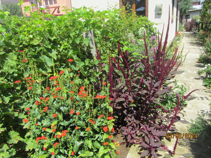 IMG_3671 - Flori de gradina-2014 Vara