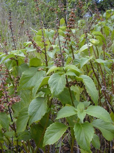 Ocimum gratissimum - 2-de vanzare 2019-2020-SEMINTE IERBURI FOLOSITOARE SI PLANTE MEDICINALE RARE