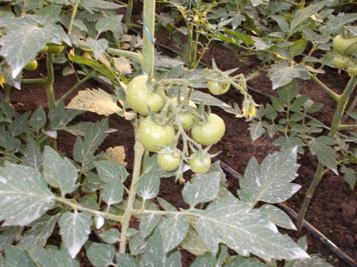 DSCN0228 - tomate- 2014