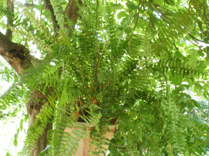  - Plante II