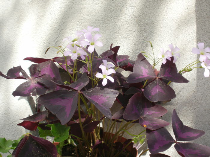PB190126 - Plante II