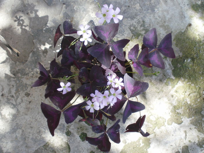 PB190125 - Plante II