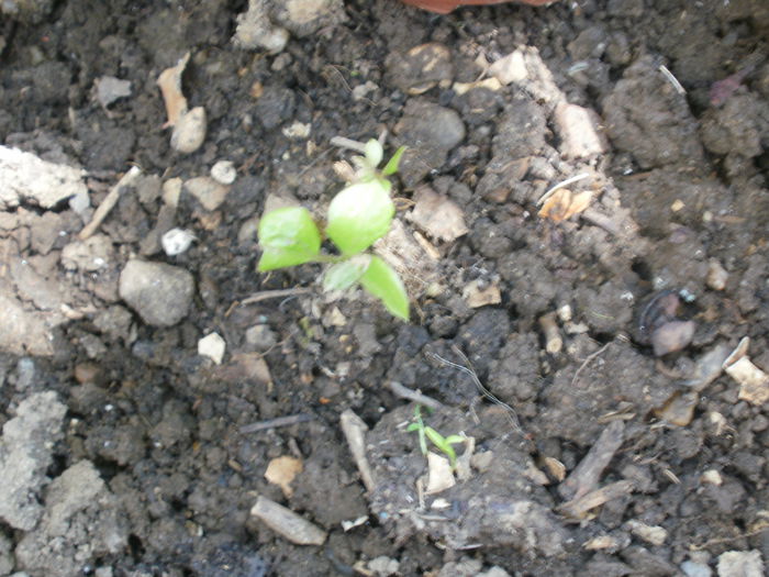 PB190087 - Plante II