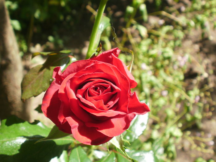 PB190073 - Plante II