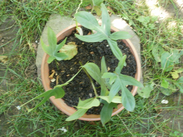 PB190068 - Plante II