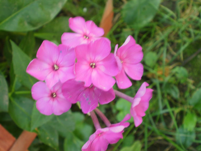 PB190067 - Plante II