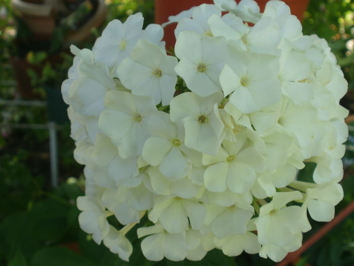 PB190065 - Plante II