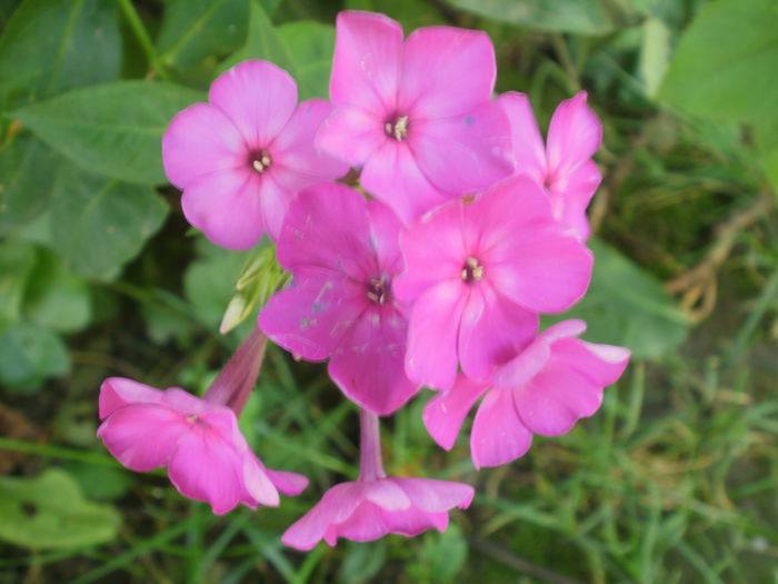 PB190066 - Plante II