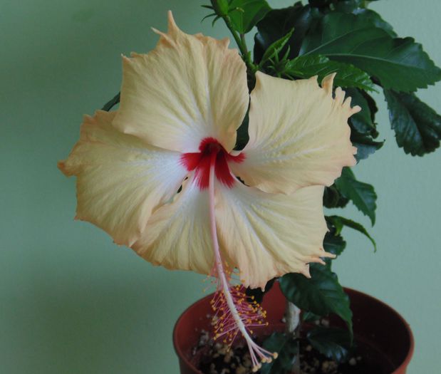 DSC05147 - hibiscusi 2014