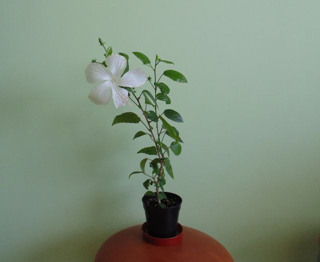 3 august
