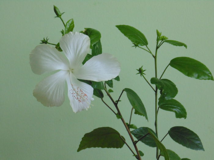 Hibiscus Swan Lake