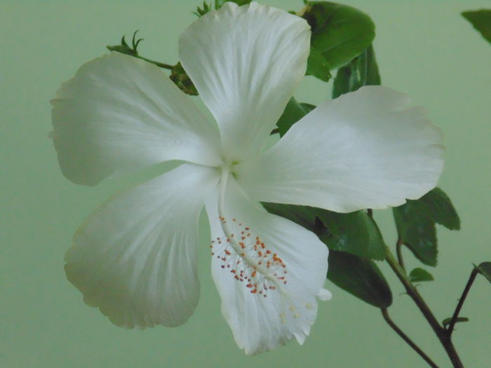 DSC05157 - hibiscusi 2014
