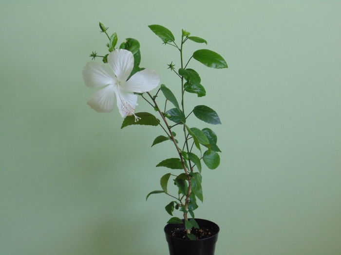 DSC05152 - hibiscusi 2014