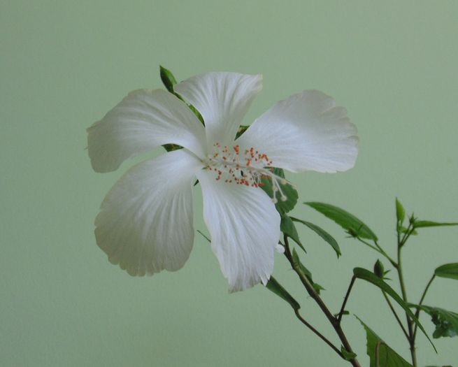 DSC05159 - hibiscusi 2014