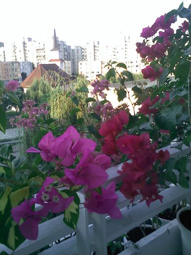 Pic_0804_922 - BOUGAINVILLEA       august - septembrie 2014