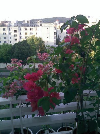 Pic_0804_925 - BOUGAINVILLEA       august - septembrie 2014