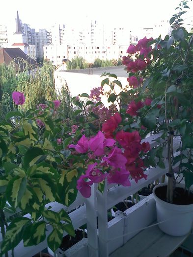 Pic_0804_926 - BOUGAINVILLEA       august - septembrie 2014