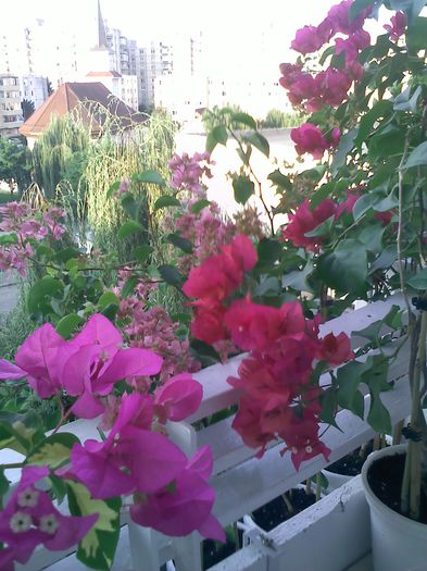 Pic_0804_928 - BOUGAINVILLEA       august - septembrie 2014