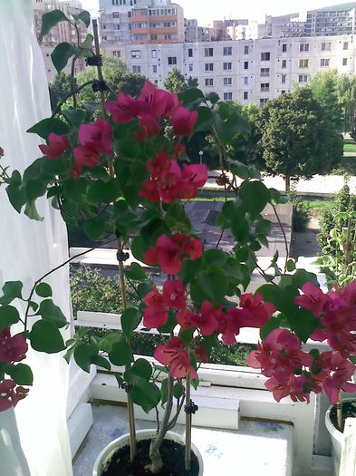 Pic_0802_879 - BOUGAINVILLEA       august - septembrie 2014