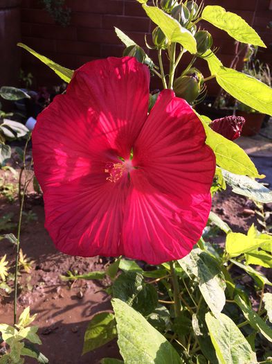 Prima floare! - Hibiscus