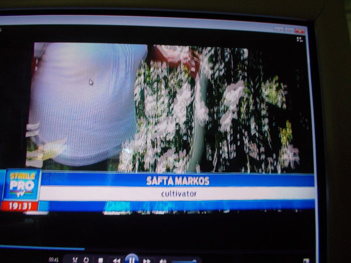  - SEMINTE CASTRAVETE AMAR- MOMORDICA CHARANTIA