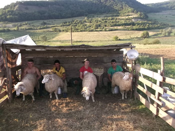 video 003 - Balele anoastre