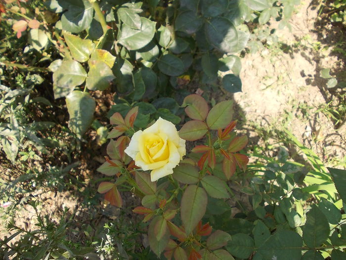 trandafir galben