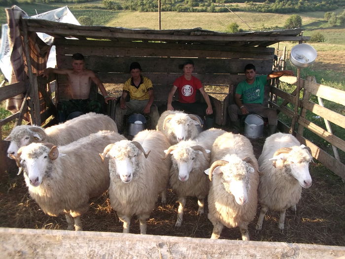 video 010 - Balele anoastre