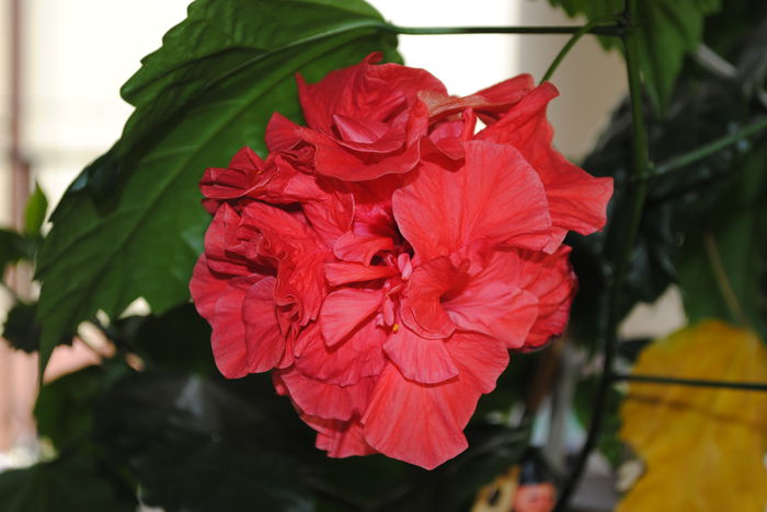 trandafir japonez,prima floare