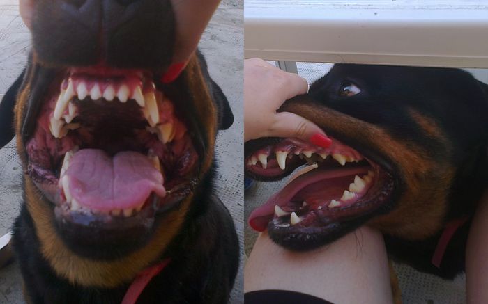 Herra6; verificam dentitia:))
