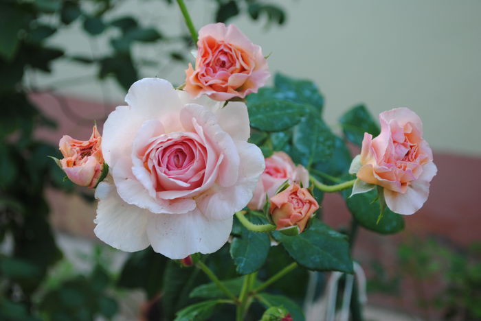 Abraham DArby,4 august