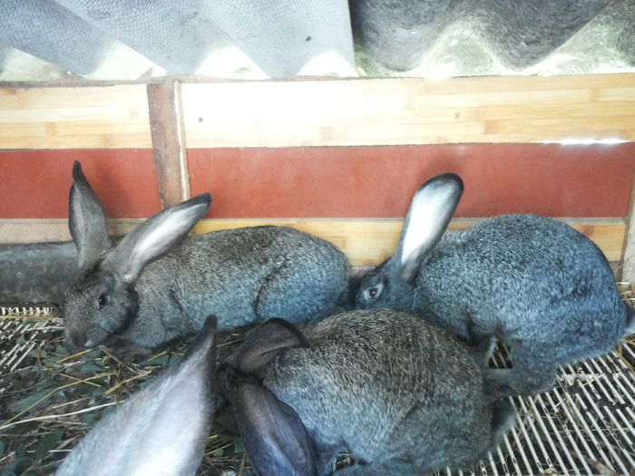 20140804_101830 - pui din 12 05 2014