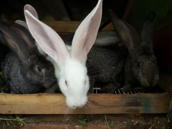 20140804_101849 - pui din 12 05 2014