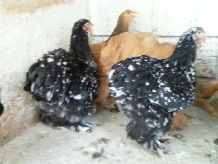 20140803_152049 - Tineret 2014