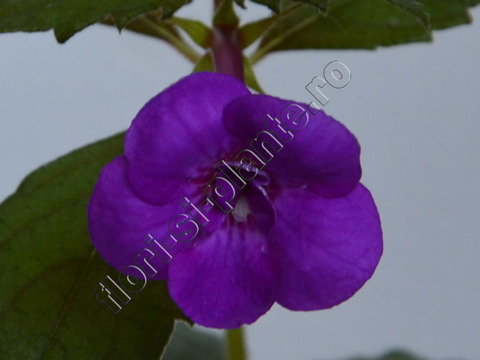 Achimenes Nana Reene - ACHIMENES III